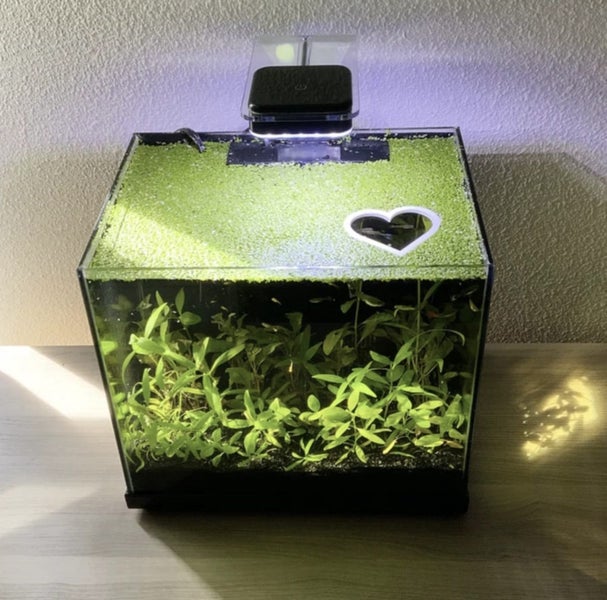Heart Portal Feeding Ring Carousel 2