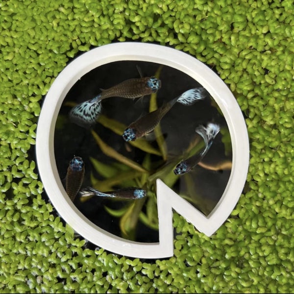 Lily Pad Portal Feeding Ring Carousel 1
