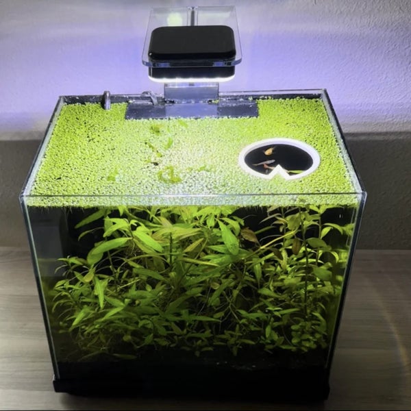 Lily Pad Portal Feeding Ring Carousel 2