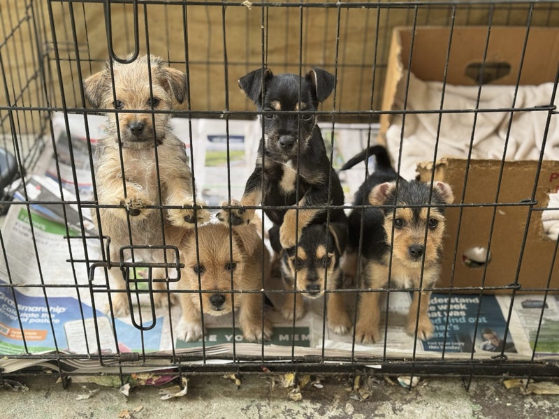 Puppies Carousel 1