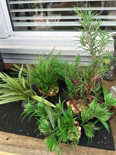 Aquarium plants- larger Carousel 1