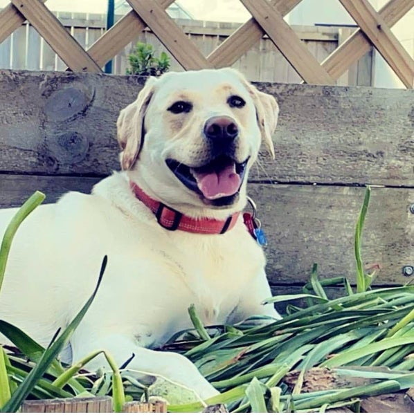 Tui the Labrador Carousel 2