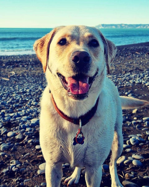 Tui the Labrador Carousel 1