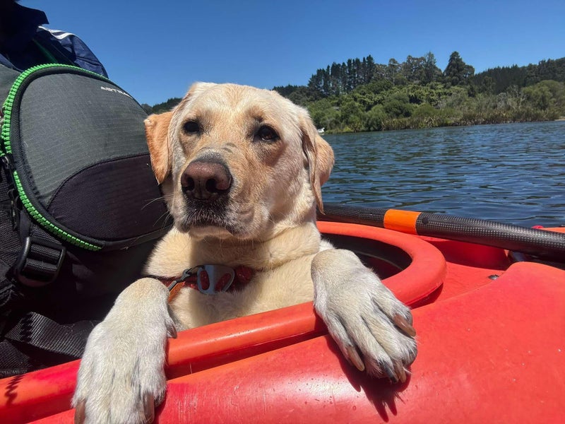 Tui the Labrador Carousel 5