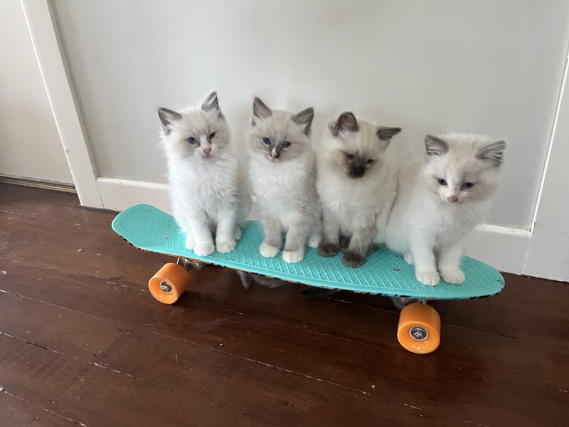 Purebred Ragdoll Kittens Carousel 1