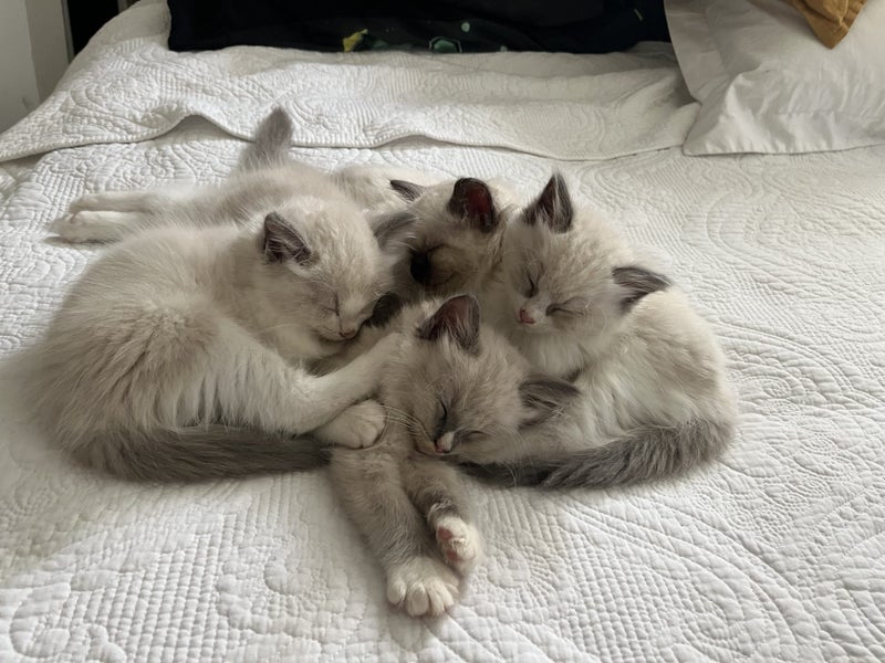 Purebred Ragdoll Kittens Carousel 2