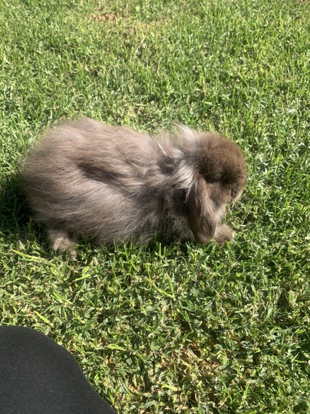 Stunning chocolate mini lop Carousel 2