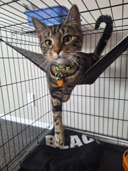 CAT RESCUE CHCH - Ready For Adoption Mr. Manaaki Carousel 1