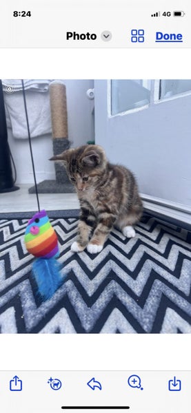 Kittens for sale Carousel 1