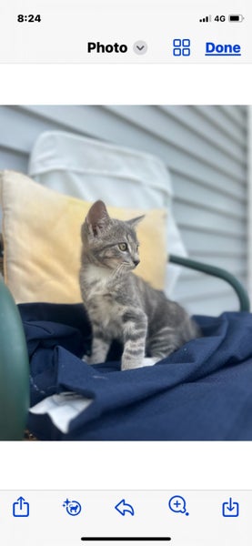 Kittens for sale Carousel 2