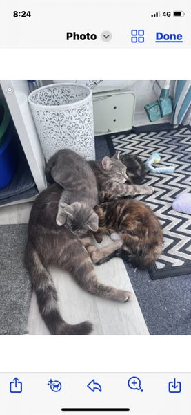 Kittens for sale Carousel 4