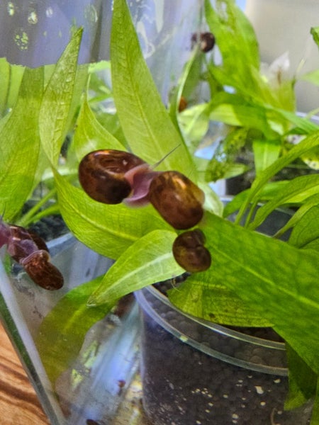 Ramshorn snails Carousel 1