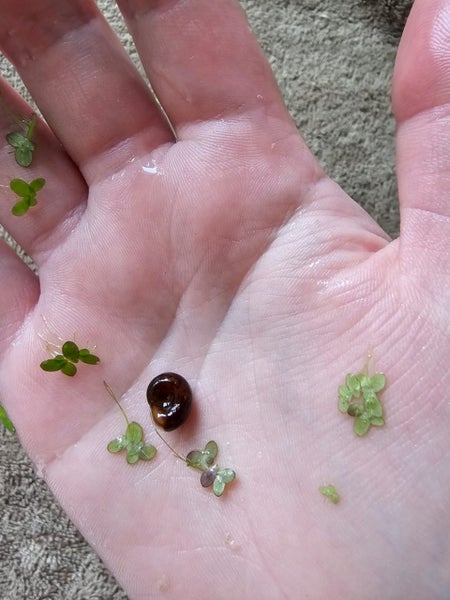 Ramshorn snails Carousel 2