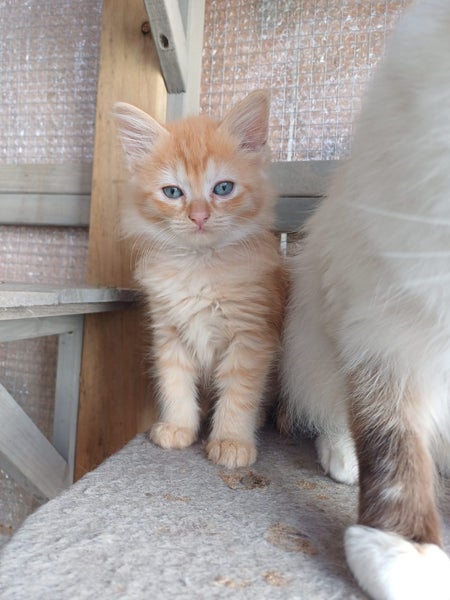 full mainecoon (dad) ragdoll (mum) Carousel 1