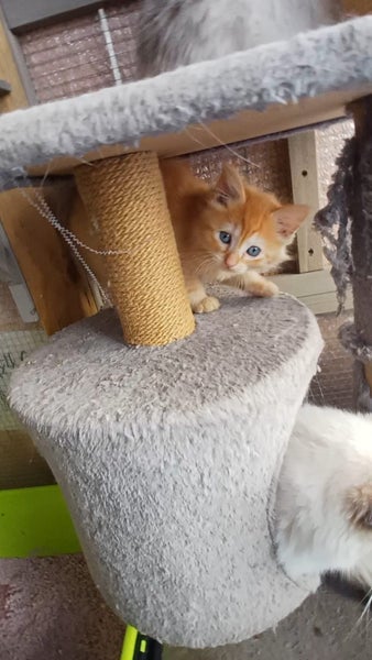 full mainecoon (dad) ragdoll (mum) Carousel 2