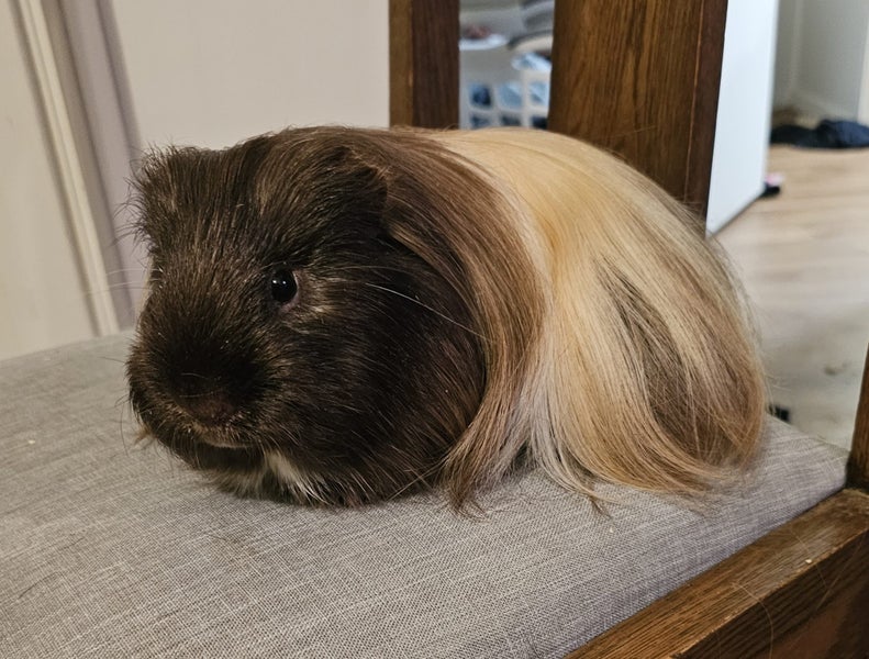 Fluffy long haired ginniepigs Carousel 1