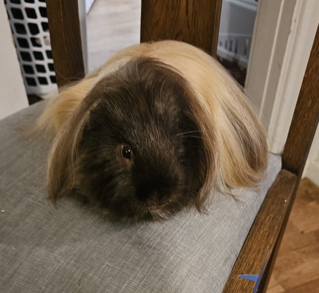 Fluffy long haired ginniepigs Carousel 2