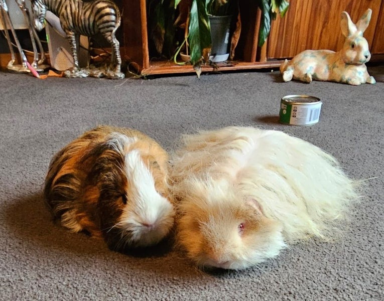 Fluffy long haired ginniepigs Carousel 18