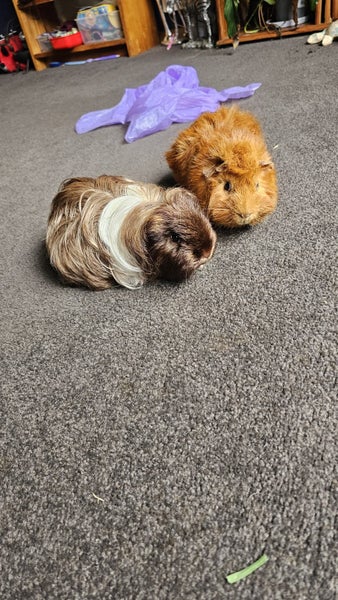 Fluffy long haired ginniepigs Carousel 5
