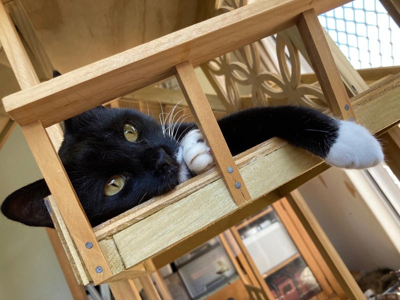 Brave Paws Cat Rescue - Adult - Timmy Carousel 1