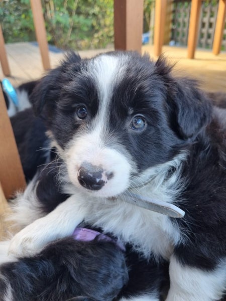Adorable Purebred Border Collie Puppies Carousel 12