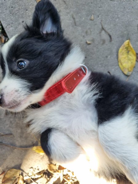Adorable Purebred Border Collie Puppies Carousel 2