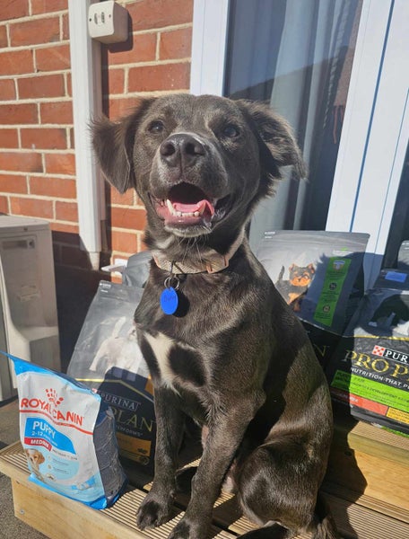 Pound Paws Rescue - Daisy, Timaru Carousel 1