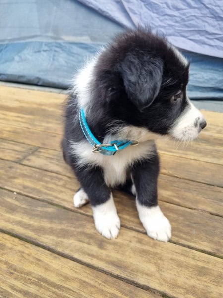 Adorable Purebred Border Collie Puppies Carousel 1