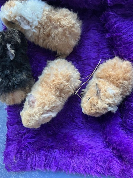 Guinea Pigs - Super Cute Carousel 5
