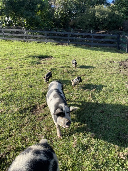 Kunikuni Piglets Carousel 1