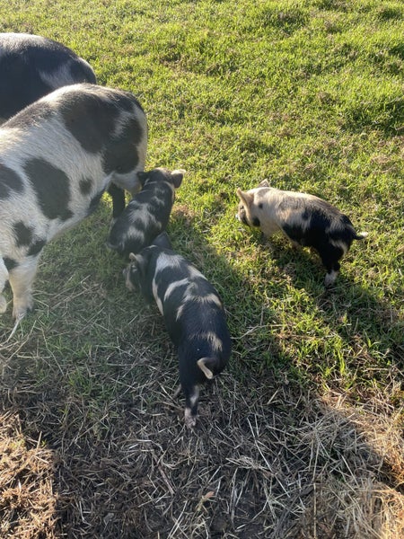 Kunikuni Piglets Carousel 2