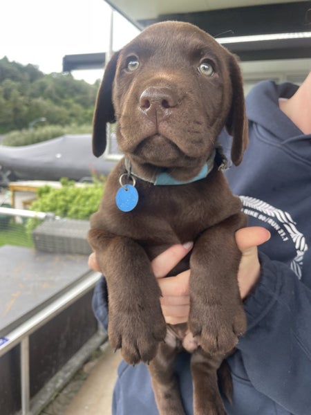 Chocolate Lab Puppies Carousel 1