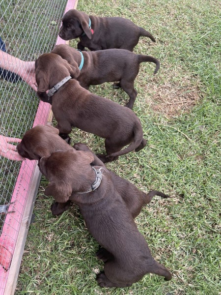 Chocolate Lab Puppies Carousel 4
