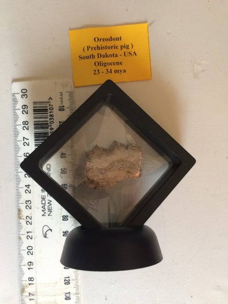 Oreodont Jaw Fragment Carousel 2