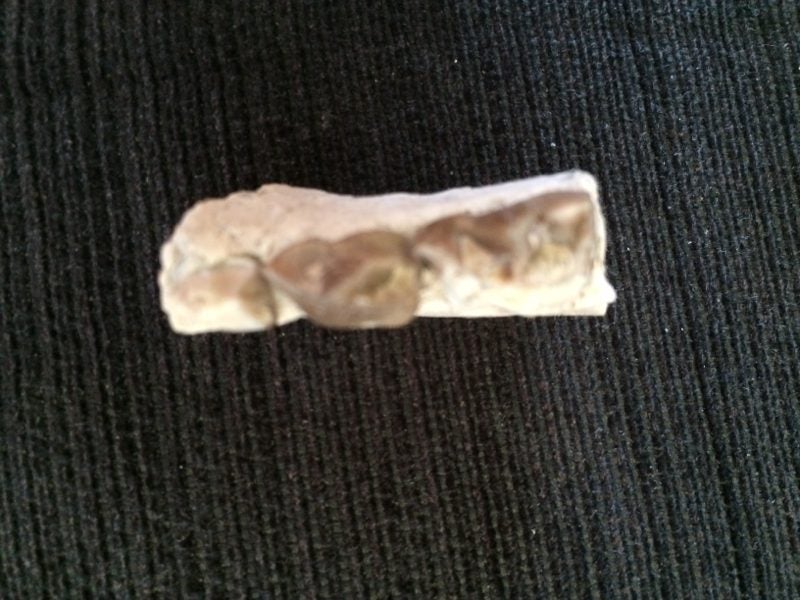 Oreodont Jaw Fragment Carousel 5
