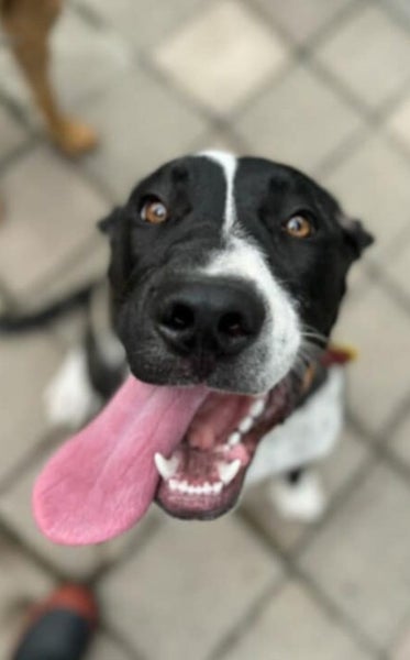 URGENT REHOME Carousel 1