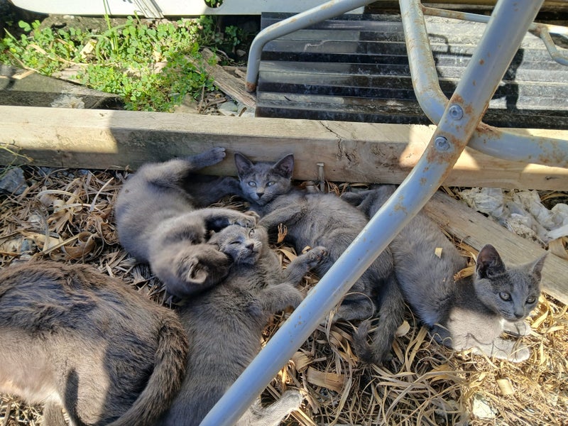 4 Grey kittens need homes Carousel 1