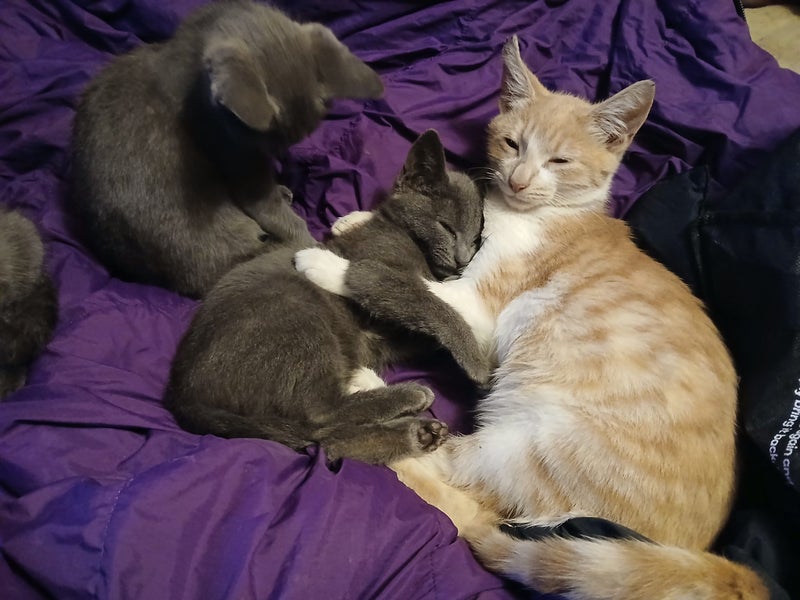 4 Grey kittens need homes Carousel 2