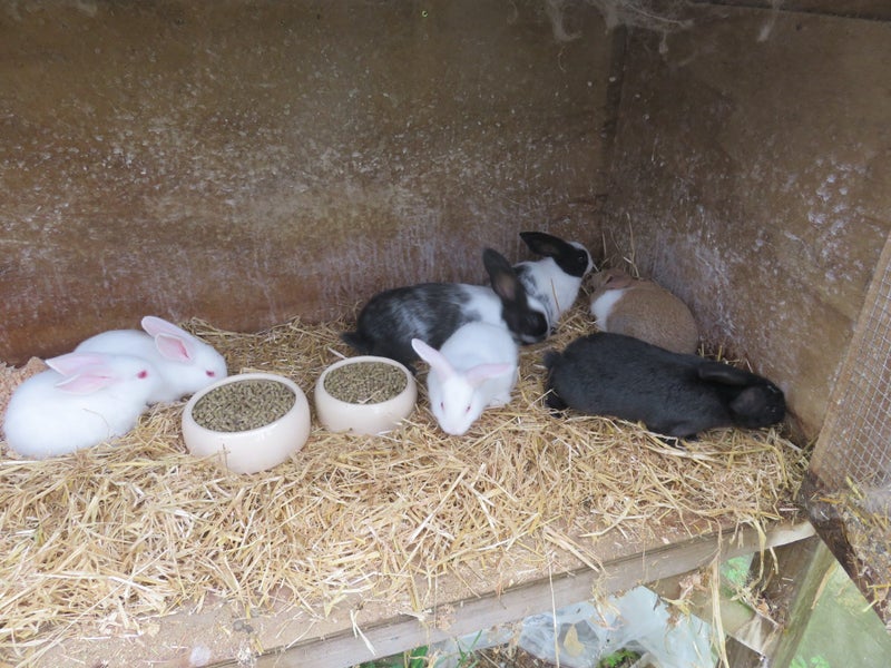 Kits Carousel 1