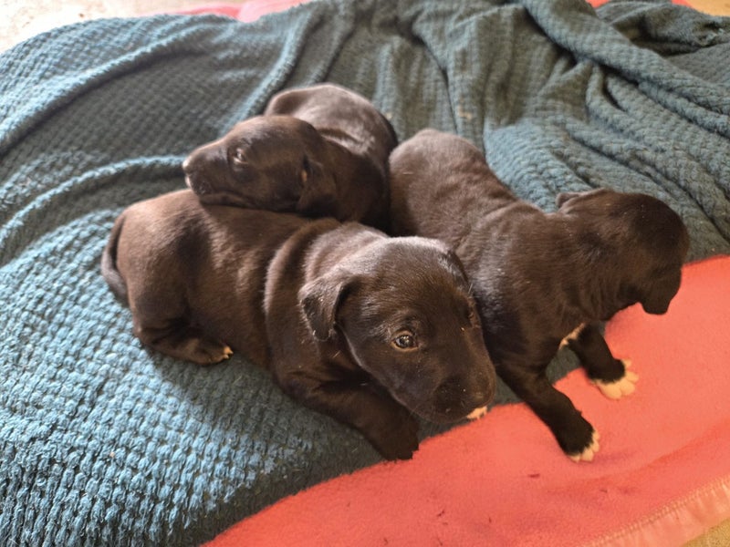 Puppies Carousel 1