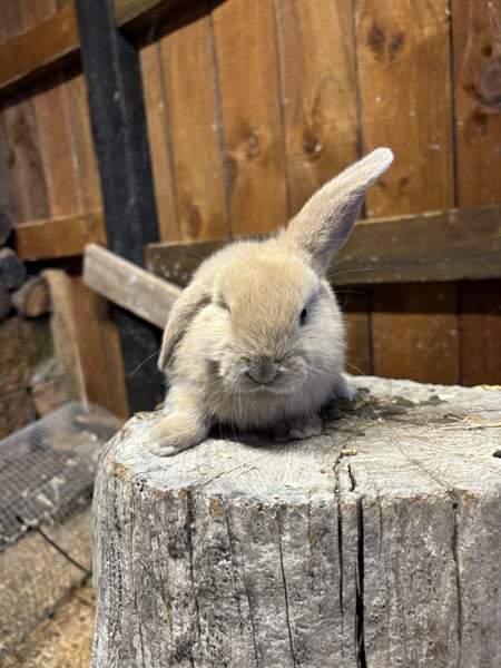 Mini lops rabbits Carousel 2