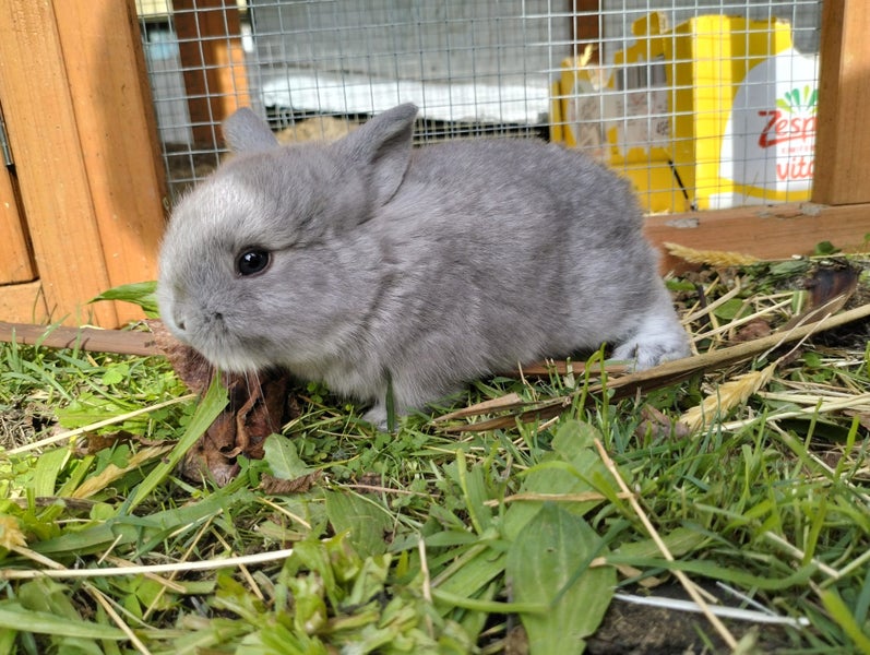 Minilop bunnies Carousel 1