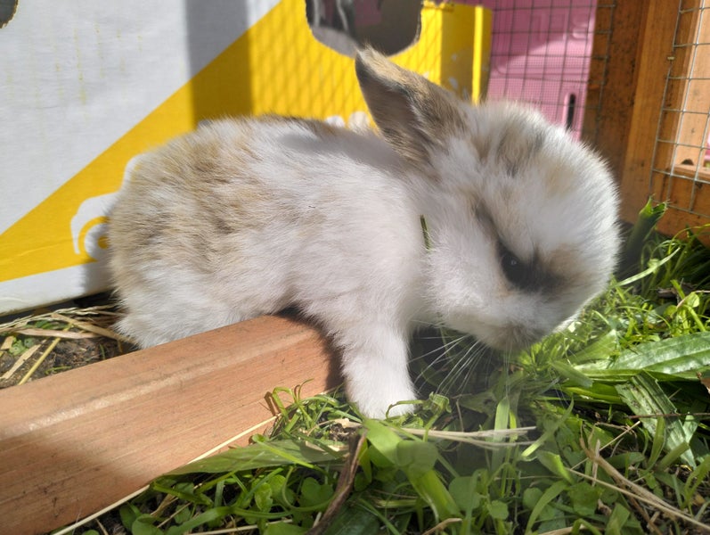 Minilop bunnies Carousel 2