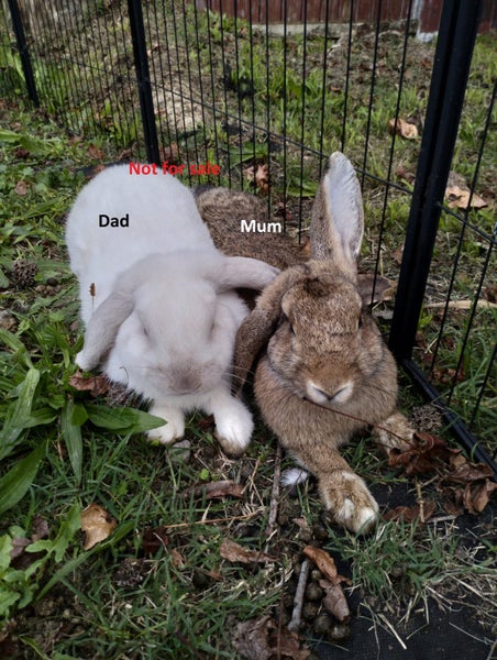 Minilop bunnies Carousel 8