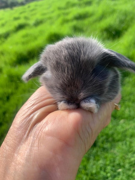 Adorable baby mini lop bunnies Carousel 1