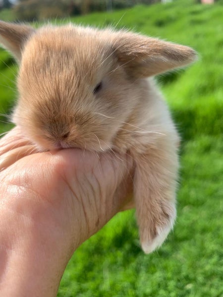 Adorable baby mini lop bunnies Carousel 2