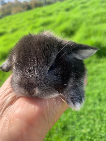 Adorable baby mini lop bunnies Carousel 4