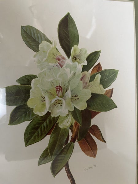 Beautiful Framed Botanical Carousel 2