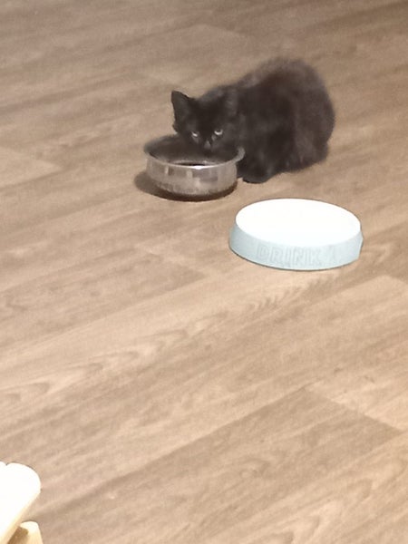 Kitten comes from the street Carousel 2