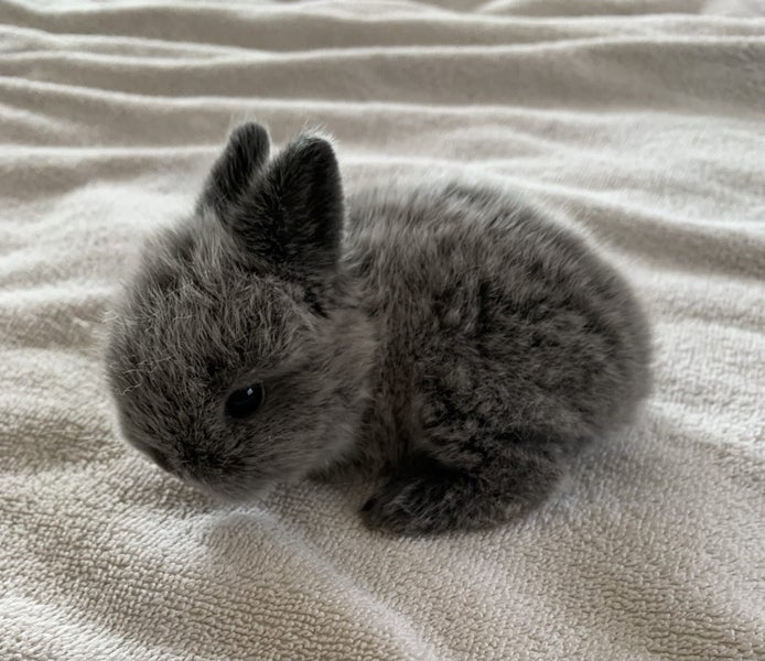 Mini Lop cross Netherland Dwarf Rabbit Carousel 1